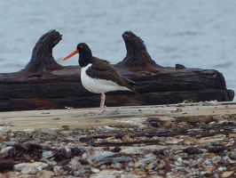 American Oystercatcher